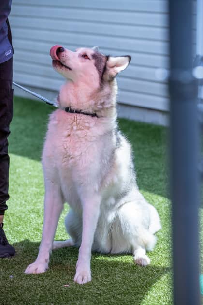 Monty - Siberian Husky available for adoption at Niagara SPCA and Humane Society in Welland