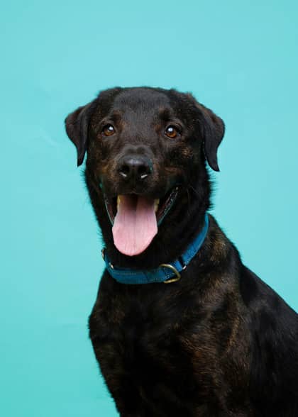 Shadow - Retriever, Labrador/Mix available for adoption
