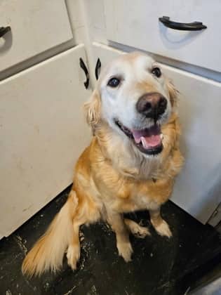 Chloe - Retriever, Golden/Mix available for adoption