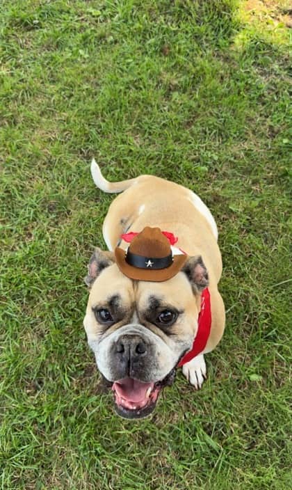 Patty - Boxer/Boxer available for adoption at Niagara SPCA and Humane Society in St. Catharines