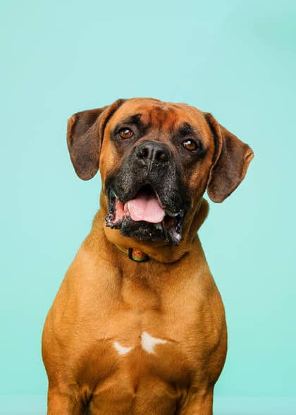Moose - Boxer/Mastiff available for adoption