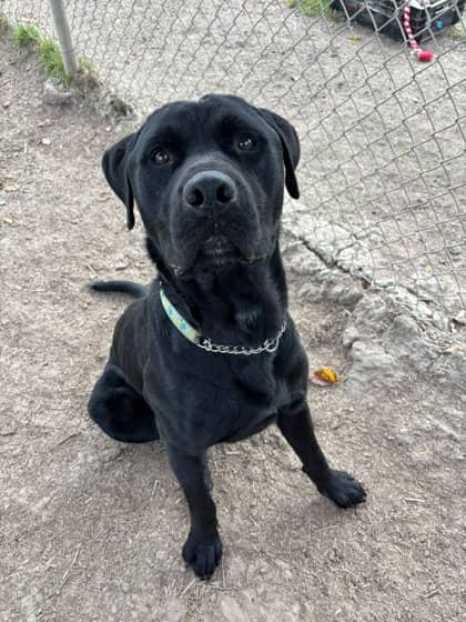 Pineapple - Retriever, Labrador/Mix available for adoption