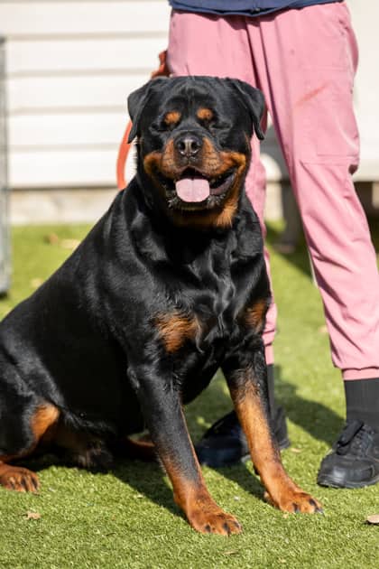 Vader - Rottweiler/Mix available for adoption