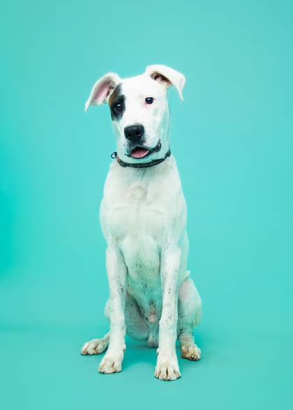Petey - Hound/Mix available for adoption at Niagara SPCA and Humane Society in Niagara Falls