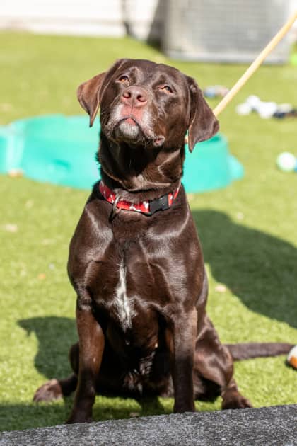 Bella - Retriever, Labrador/Mix available for adoption at Niagara SPCA and Humane Society in Welland