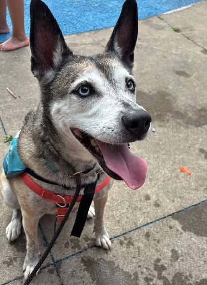 Siren - Siberian Husky/Mix available for adoption
