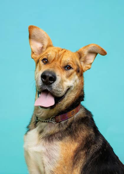 Paige - Hound/Chinese Shar-Pei available for adoption at Niagara SPCA and Humane Society in Welland