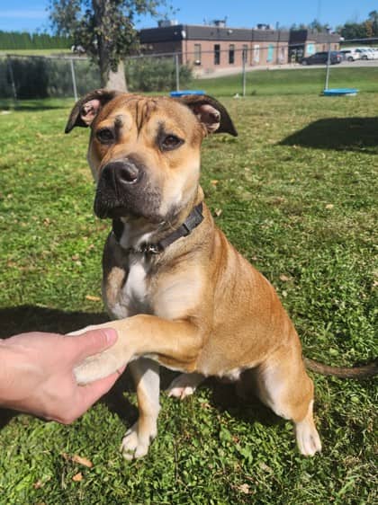 Fern - Bully American - Standard/Mix available for adoption at Niagara SPCA and Humane Society in Niagara Falls