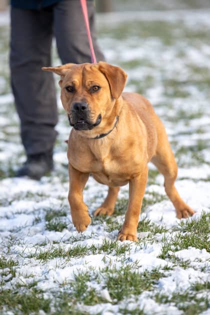 Ginny - Retriever, Labrador/Mix available for adoption at Niagara SPCA and Humane Society in Welland