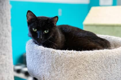 Tate - Domestic Shorthair/Mix cat available for adoption at Niagara SPCA and Humane Society in Welland
