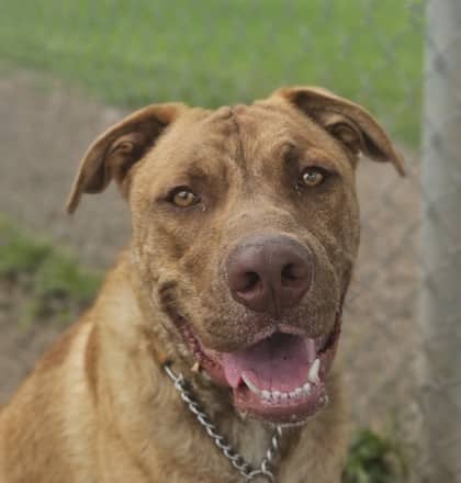 Taco - Mixed Breed available for adoption at Niagara SPCA and Humane Society in Niagara Falls