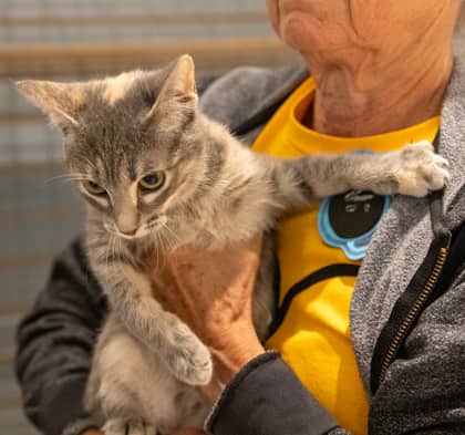 Junie - Domestic Shorthair/Mix cat available for adoption at Niagara SPCA and Humane Society in Welland
