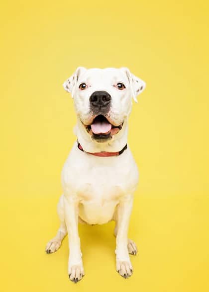 Skye - Bulldog, American/Mix available for adoption