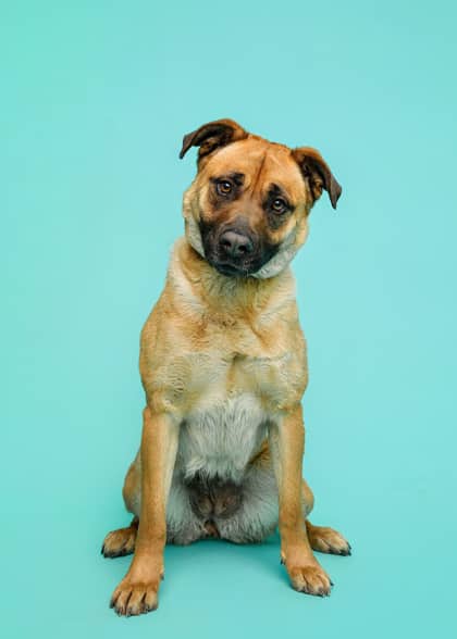 Jewels - Cur, Black-Mouth/Mix available for adoption