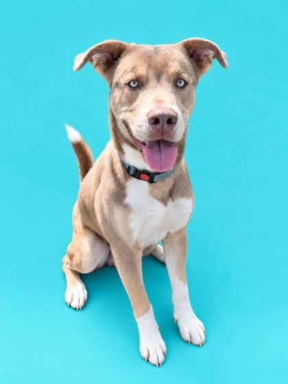 Walter - Mixed Breed available for adoption at Niagara SPCA and Humane Society in Niagara Falls