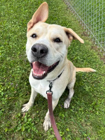 Zeus - Retriever, Labrador/Mix available for adoption at Niagara SPCA and Humane Society in Niagara Falls