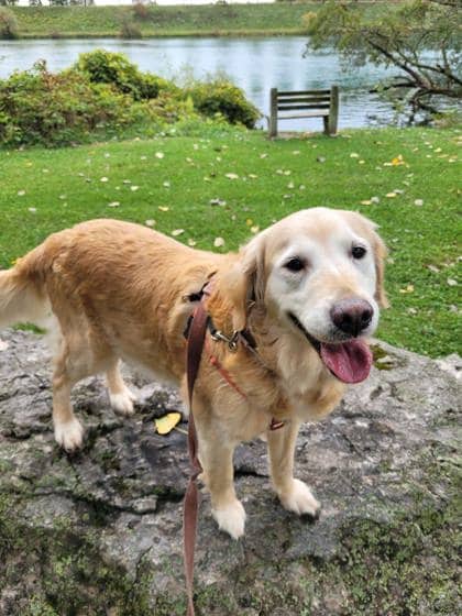 Chloe - Retriever, Golden/Mix available for adoption in Ontario