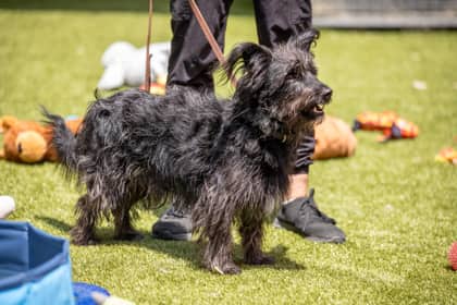 Yoda - Welsh Corgi, Cardigan/Poodle, Standard available for adoption at Niagara SPCA and Humane Society in Welland