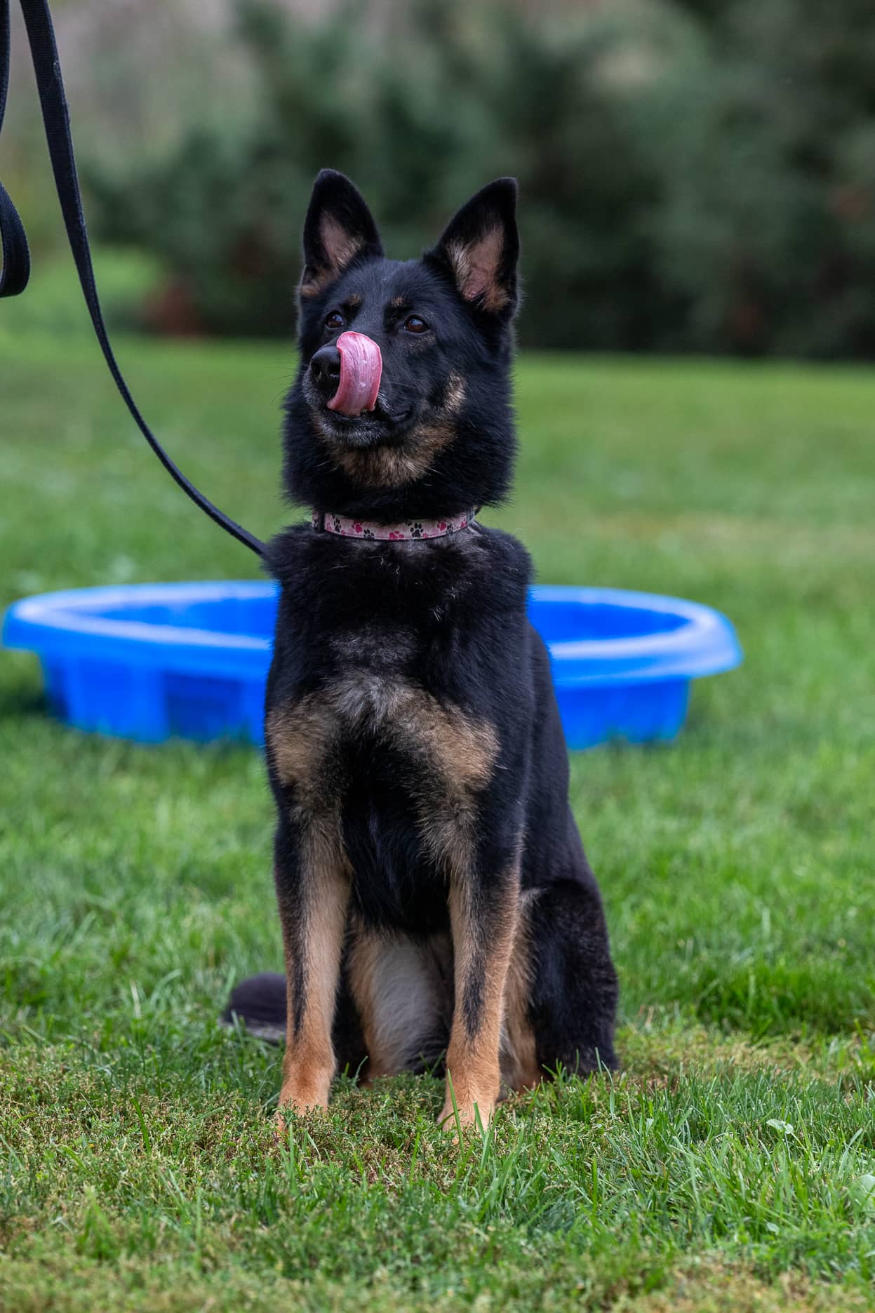 Delilah - German Shepherd/Mix available for adoption