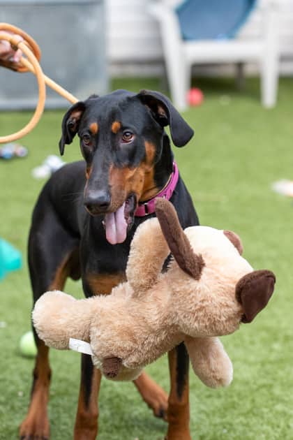 Ozzy - Doberman Pinscher/Mix available for adoption at Niagara SPCA and Humane Society in Welland