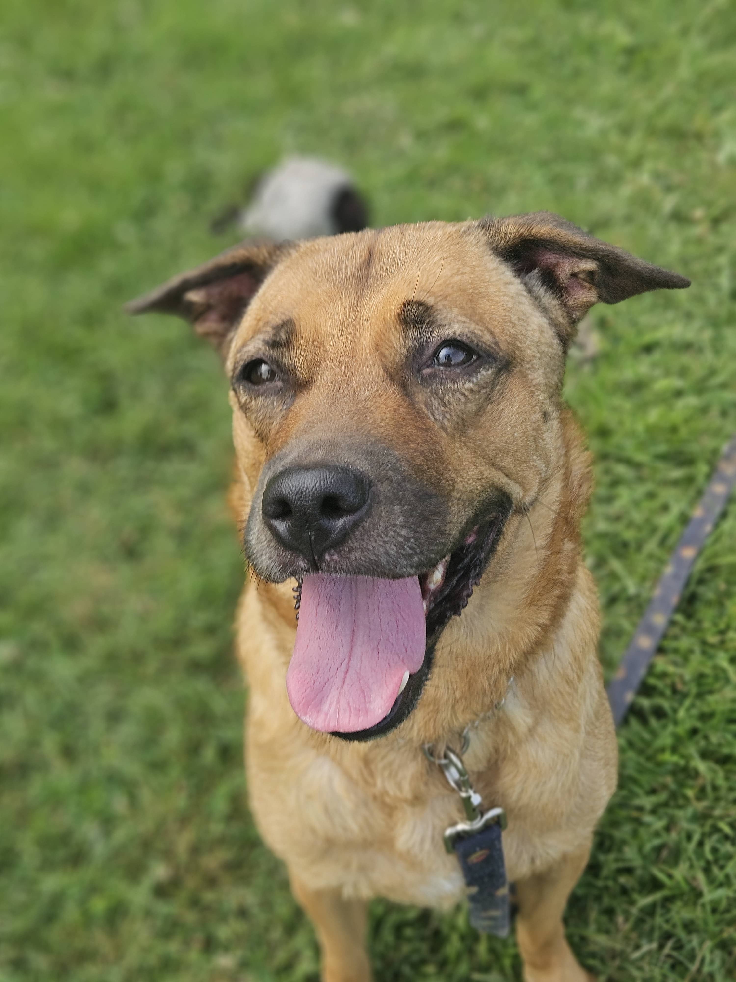 Gator - Mixed Breed available for adoption
