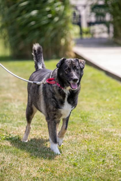 Jack - Shepherd/Mix available for adoption at Niagara SPCA and Humane Society in Welland