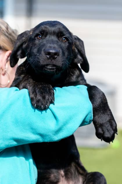 Dodge - Cane Corso/Mix available for adoption at Niagara SPCA and Humane Society in Welland