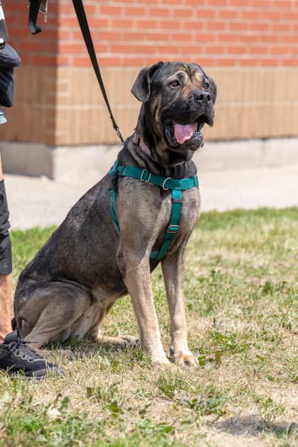 Cherry - Mastiff/Mix available for adoption