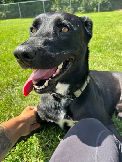 Guinness - Retriever, Labrador/Mix available for adoption