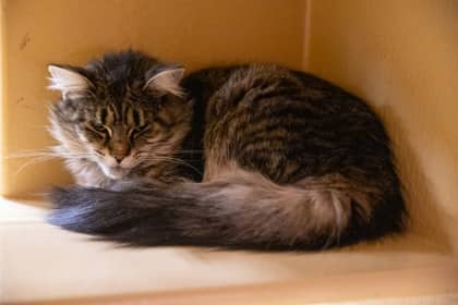 Jessica - Domestic Shorthair/Mix available for adoption