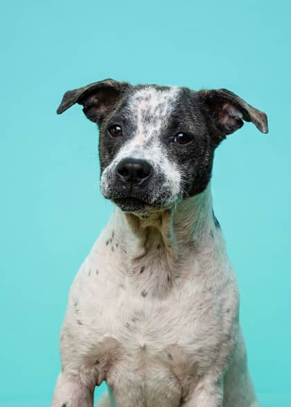 Lucy - Mixed Breed available for adoption