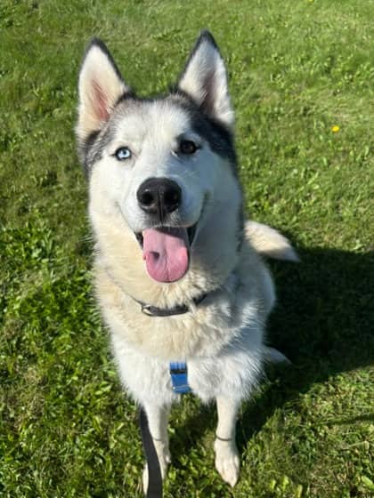Monty - Siberian Husky available for adoption