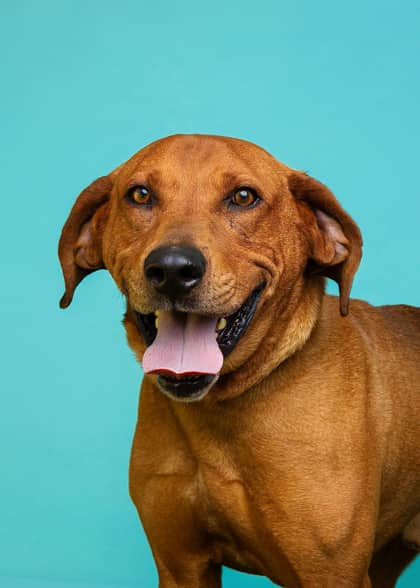 Applejack - Coonhound, Redbone/Mix available for adoption