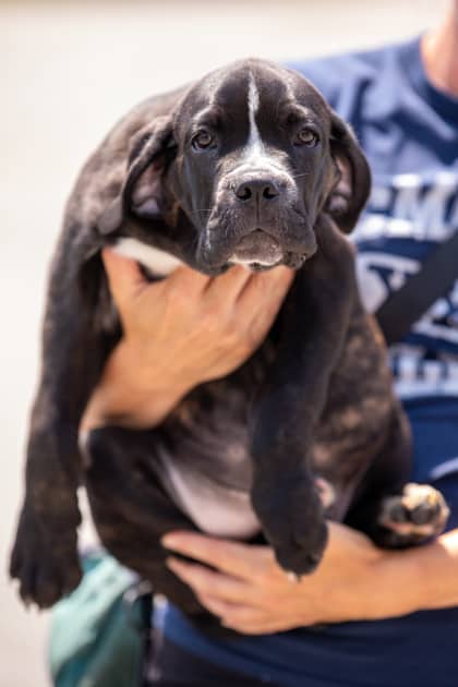 Tigger - Mixed Breed available for adoption at Niagara SPCA and Humane Society in Niagara Falls