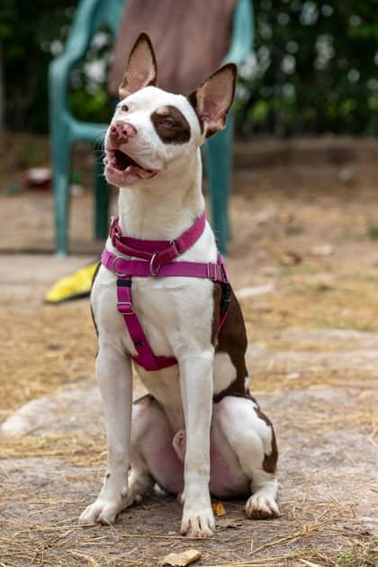 Ace - Bully American - Standard/Mix available for adoption at Niagara SPCA and Humane Society in Welland