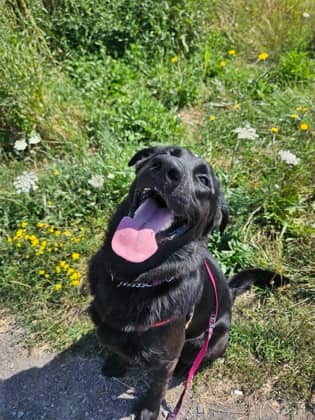 Declan - Retriever, Labrador/Mix available for adoption