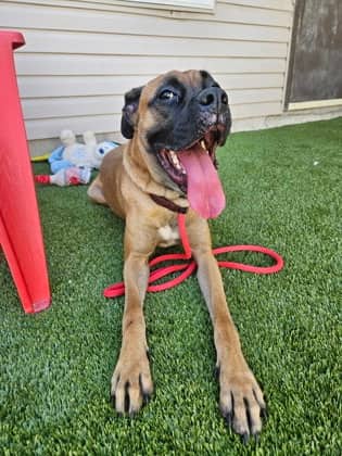Kayla - Boxer/Mix available for adoption at Niagara SPCA and Humane Society in Welland
