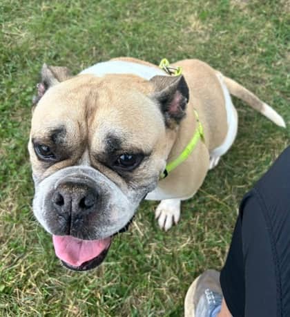 Patty - Boxer/Boxer available for adoption at Niagara SPCA and Humane Society in St. Catharines