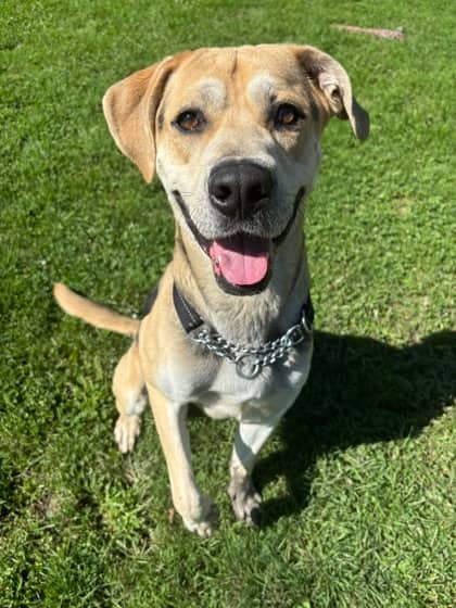 Blade - German Shepherd/Bully American - Standard available for adoption at Niagara SPCA and Humane Society in Niagara Falls