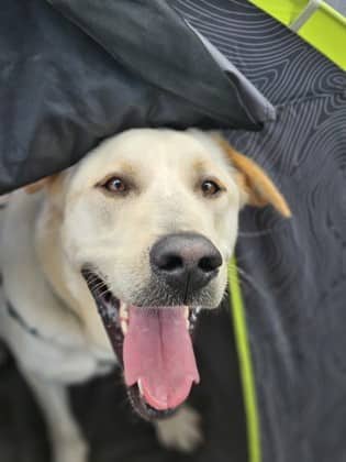 Brian - Retriever/Mix available for adoption at Niagara SPCA and Humane Society in Niagara Falls