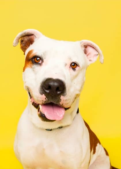 Stuart - Bulldog, American/Mix available for adoption at Niagara SPCA and Humane Society in Welland