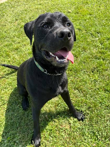 Pineapple - Retriever, Labrador/Mix available for adoption