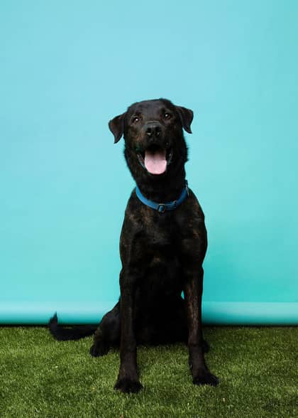 Shadow - Retriever, Labrador/Mix available for adoption