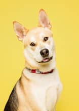 Blue - Alaskan Husky/Mix available for adoption