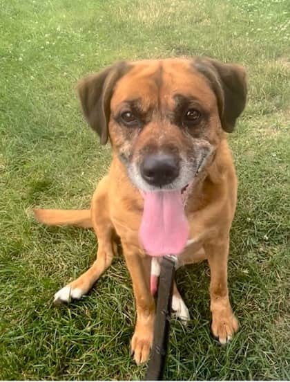 Buddy - Retriever/Hound available for adoption at Niagara SPCA and Humane Society in St. Catharines