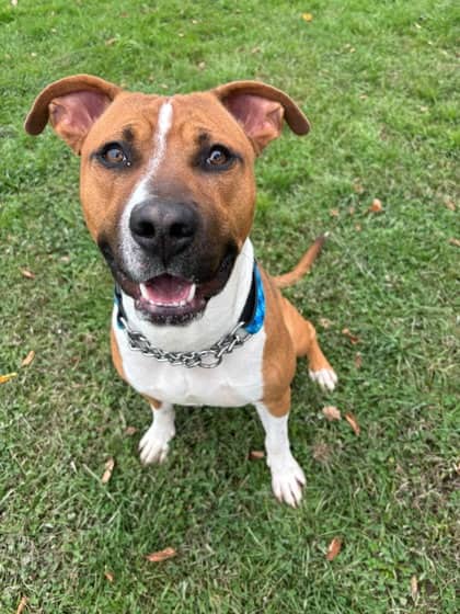 Kano - Bulldog/Mix available for adoption at Niagara SPCA and Humane Society in Niagara Falls
