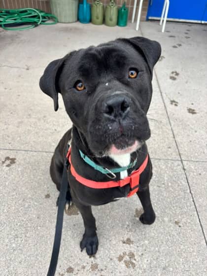 Rip - Bulldog, American/Mix available for adoption