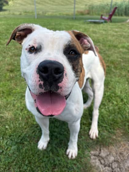 Chestnut - Bulldog, American/Mix available for adoption at Niagara SPCA and Humane Society in Niagara Falls