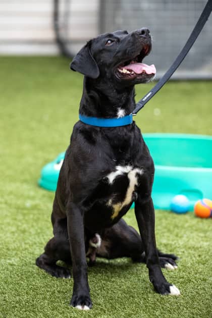 Prince - Bulldog, American/Retriever, Labrador available for adoption