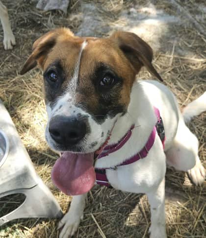 Peppa - Hound/Mix available for adoption